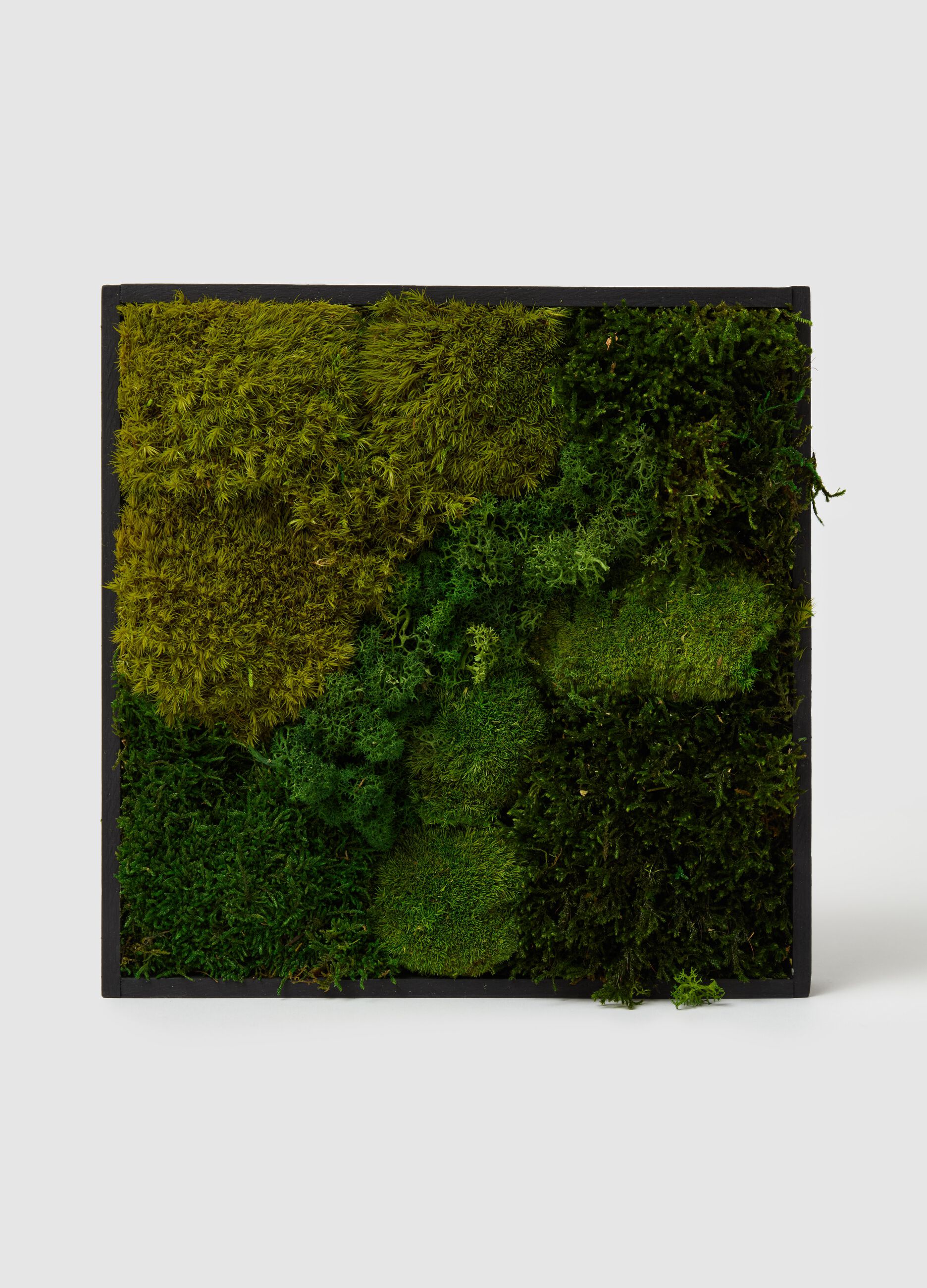 Frame 30 Evergreen Vertical Garden
